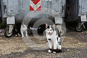 Abandoned cats on the street