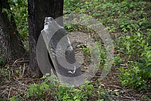 Abandoned cemetery from the 1800s