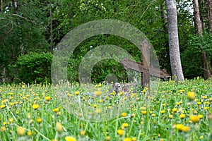 Abandoned cemetery