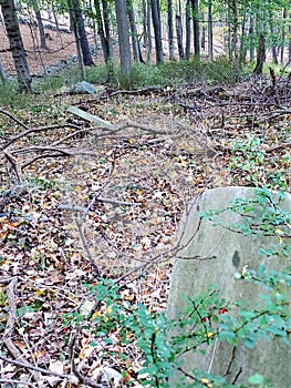 Abandoned cemetery in woods with two headstones