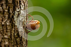 Exuvia attached to a tree branch.