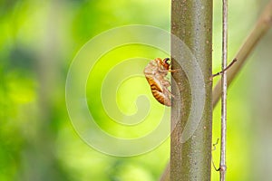 Exuvia attached to a tree branch.