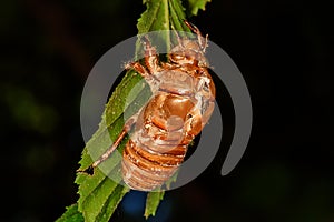 Abandoned cicada shell. Image of an insect shell exoskeleton.