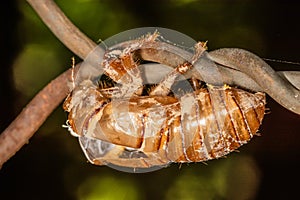 Abandoned cicada shell. Image of an insect shell exoskeleton.