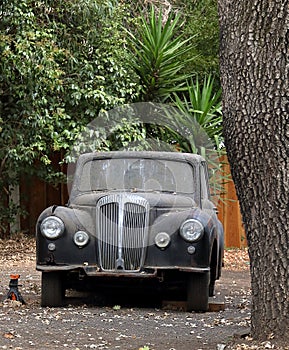 An abandoned classic vehicle rusts under the tree in Belmont photo