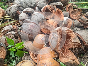 Coco fiber has been abandoned in the backyard photo