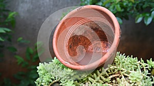 Abandoned container glass with stagnant water inside, site of proliferation of Aedes aegypti larvae, dengue, chikungunya, Zika