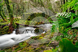 Abandoned corn mill in the middle of the forest