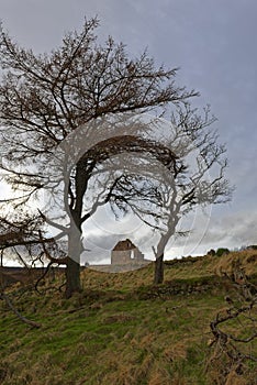 An abandoned Cottage on a steep hillside between 2 Scots Pine Trees.