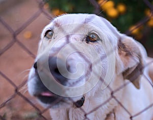 Abandoned cute dog behind bars. Hungry pet is asking for food.