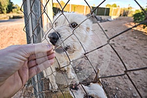Abandoned cute dog behind bars. Hungry pet is asking for food.
