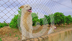 Abandoned cute dog behind bars. Hungry pet is asking for food.