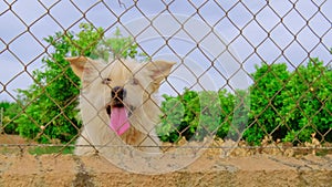 Abandoned cute dog behind bars. Hungry pet is asking for food.