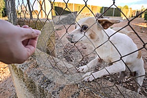 Abandoned cute dog behind bars. Hungry pet is asking for food.