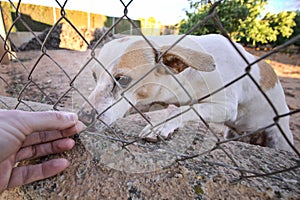 Abandoned cute dog behind bars. Hungry pet is asking for food.