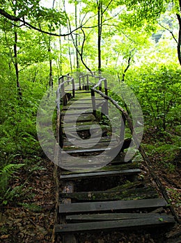 Abandoned Derelict Boardwalk