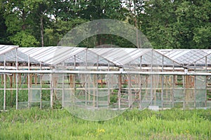 abandoned and dilapidated greenhouse with broken windows and rusty rafters in a meadow in Nieuwerkerk aan den IJssel