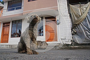 An abandoned dirty dog with curly hear sitting on the street next to an building under construction