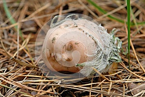 Abandoned dirty head of doll