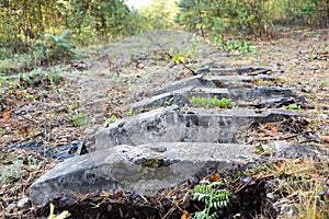 Abandoned and dismantled old railway overgrown with pine forest