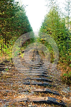 Abandoned and dismantled old railway overgrown with pine forest