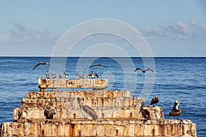 Abandoned dock with pelicans