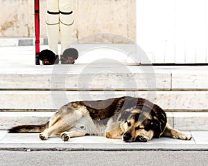 Abandoned dog in front of the guard at Syntagma Square in Athens, Greece