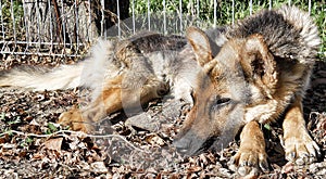 Abandoned dog, german shepherd