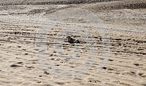 Abandoned dog on a lonely beach. Concept of Abandoning pets on vacation