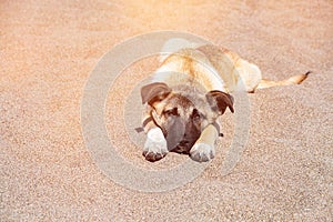 Abandoned dog lying in sun on sand, Antalya, Turkey. Street dog on a beach. Lonely smart dog waiting for a food