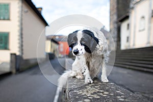 An abandoned dog standing on a wall in a city