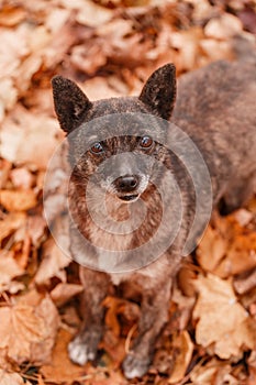 Abandoned dogs in the autumn park. Vagabond pets