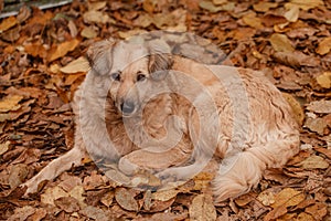 Abandoned dogs in the autumn park. Vagabond pets