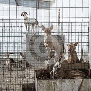 Abandoned dogs photo