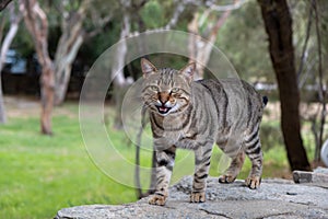 Abandoned domestic shorthaired cat breed. Blur nature background