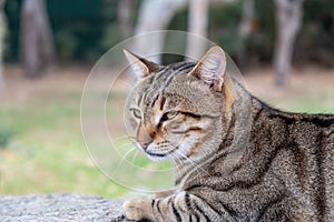 Abandoned domestic shorthaired cat breed. Blur nature background