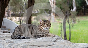 Abandoned domestic shorthaired cat breed. Blur nature background, banner
