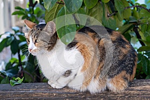 Abandoned domestic shorthaired cat breed, tricolored, female