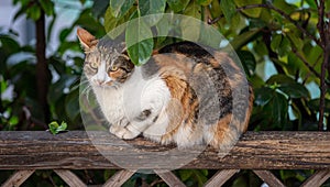 Abandoned domestic shorthaired cat breed, tricolored, female