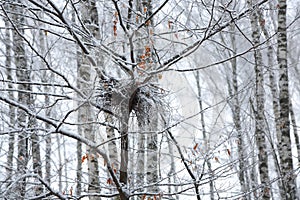 Abandoned empty bird nest on branch in the winter with snow