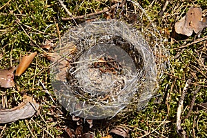 Abandoned empty nest falling and lying on moss forest ground.