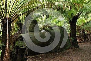 Abandoned engine in rainforest with ferns in the background