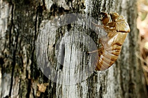Abandoned Exoskeletons Cicada Orni Insect Sits On Tree