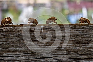 Abandoned exoskeletons of cicadas.