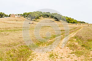 Abandoned farm house,cork trees and road in Santiago do Cacem