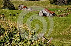 An Abandoned Farmstead us used for Grazing Cattle.