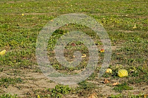 An abandoned field of watermelons and melons. Rotten watermelons