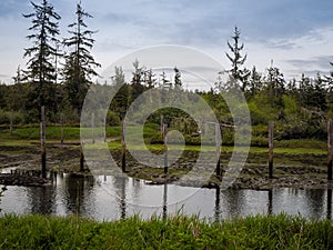 Abandoned Fishing Port In Forest photo