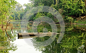 Abandoned forest lake