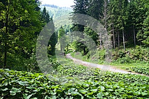 Abandoned forest tractor at the crossroads of the Ilanovska Valley